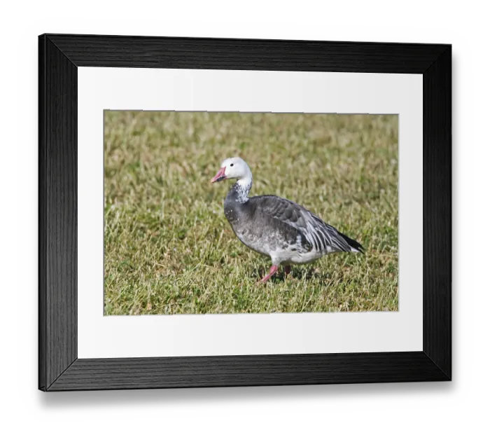 Framed Print : Snow Goose Chen caerulescens Bosque del Apache National Wildlife Refuge