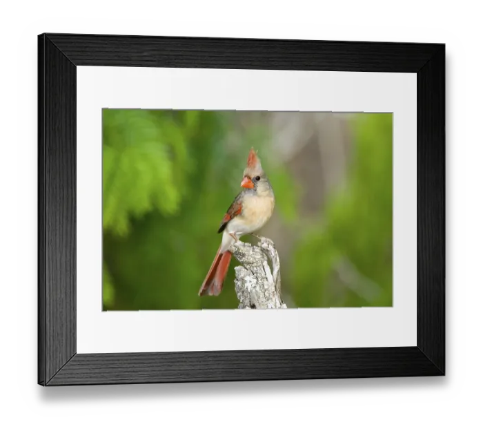 Framed Print : Northern Cardinal Cardinalis cardinalis Rio Grande City