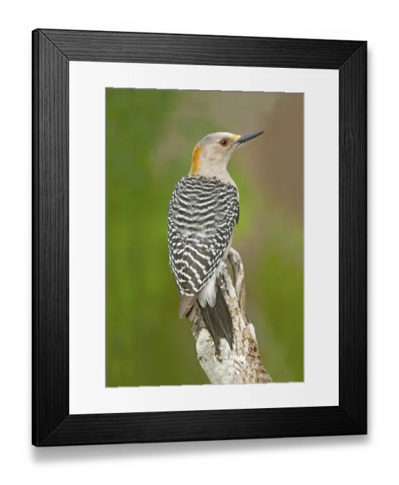 Framed Print : Golden fronted Woodpecker Melanerpes aurifrons Rio Grande City
