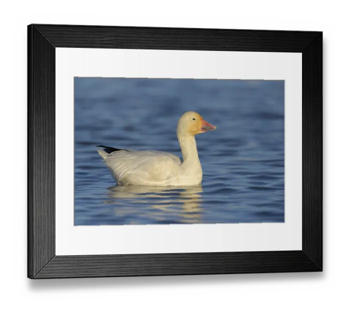 Framed Print : Snow Goose (Chen caerulescens) - Colusa National Wildlife Refuge