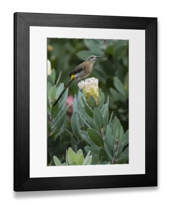 Framed Print : Cape Sugarbird (Promerops cafer)