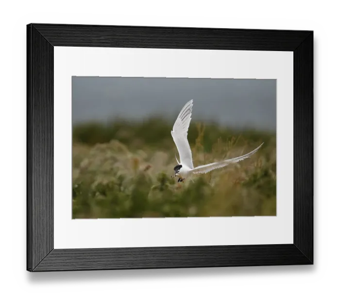 Framed Print : Sandwich Tern (Thalasseus sandvicensis) flying with fish in its beak