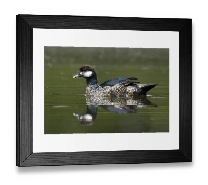 Framed Print : Green Pygmy Goose (Nettapus pulchellus) male