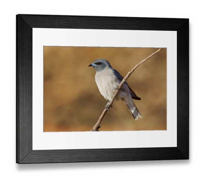 Framed Print : Masked Woodswallow (Artamus personatus) Framed Print : Masked Woodswallow (Artamus personatus)