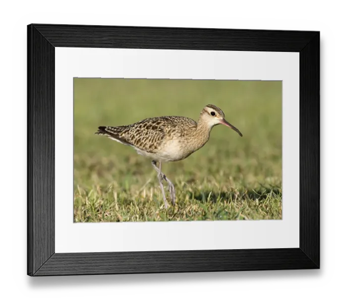 Framed Print : Little Curlew (Numenius minutus) Framed Print : Little Curlew (Numenius minutus)