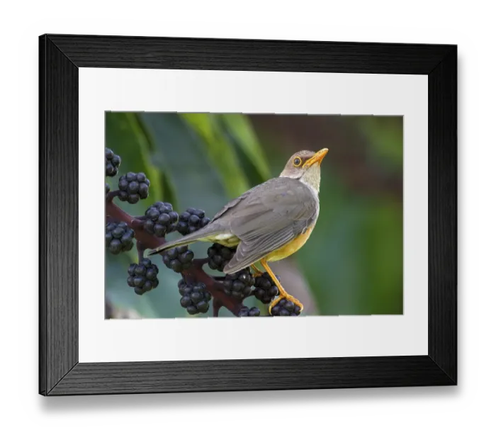 Framed Print : Island Thrush (Turdus poliocephalus erythropleurus)