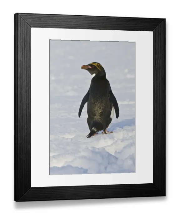 Framed Print : Macaroni Penguin (Eudyptes chrysolophus)