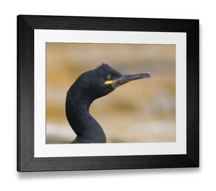 Framed Print : Http: / / www.waltersoestbergen.nl Framed Print : Http: / / www.waltersoestbergen.nl