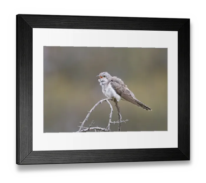 Framed Print : Pallid Cuckoo (Cacomantis pallidus) calling Framed Print : Pallid Cuckoo (Cacomantis pallidus) calling