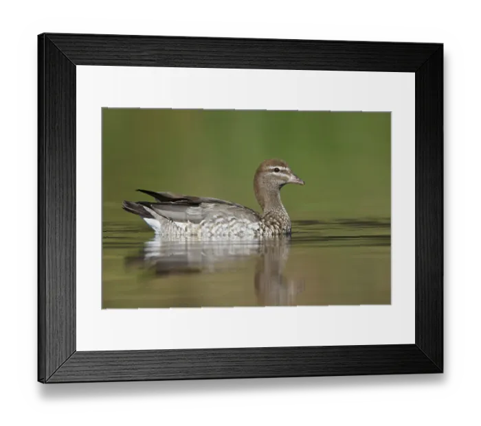 Framed Print : Maned Duck (Chenonetta jubata) female