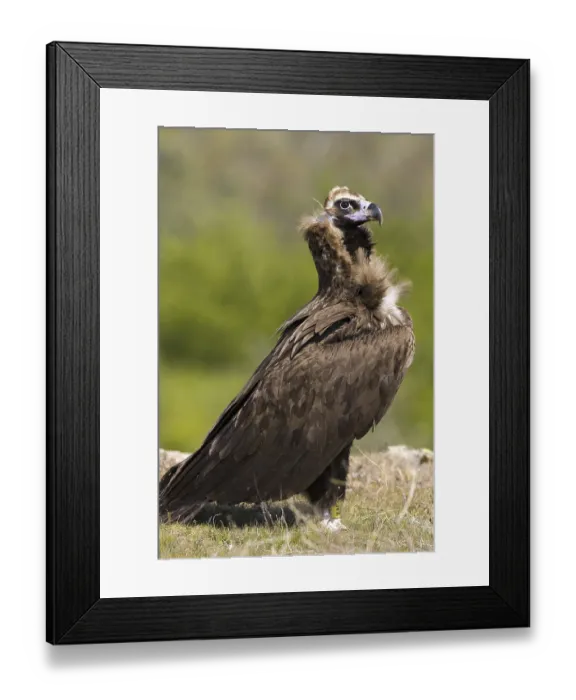 Framed Print : Cinereous Vulture (Aegypius monachus)