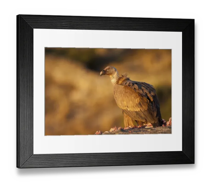 Framed Print : Griffon Vulture (Gyps fulvus), Madrid, Spain