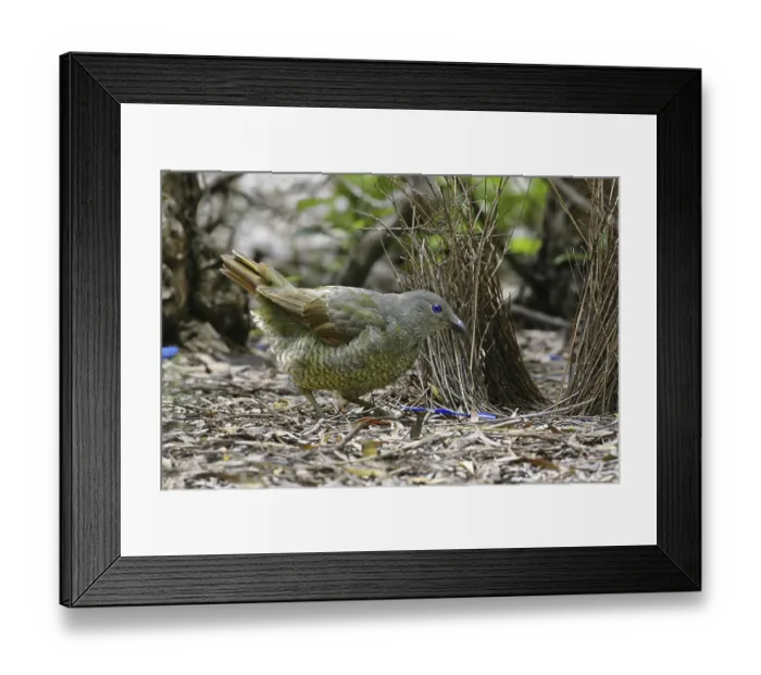 Framed Print : Satin Bowerbird (Ptilonorhynchus violaceus) juvenile male Framed Print : Satin Bowerbird (Ptilonorhynchus violaceus) juvenile male