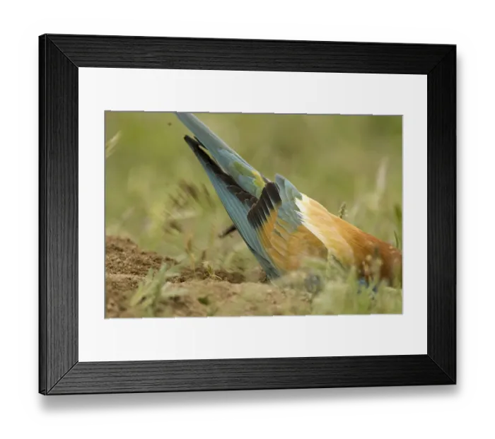 Framed Print : European Bee-eater (Merops apiaster) Framed Print : European Bee-eater (Merops apiaster)
