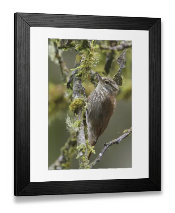 Framed Print : Streaked Xenops (Xenops rutilans)