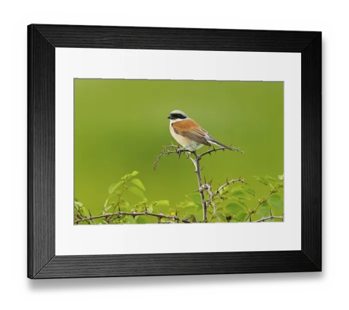 Framed Print : Red-backed shrike, Lanius collurio Framed Print : Red-backed shrike, Lanius collurio