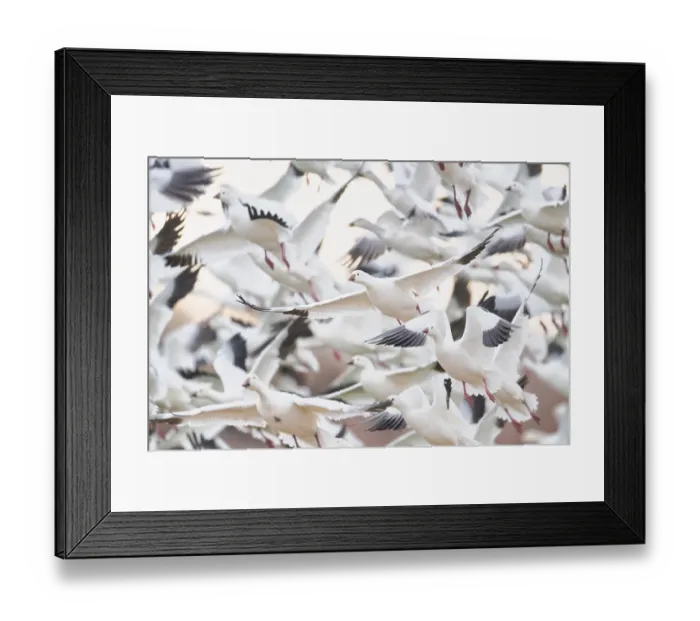 Framed Print : Ross's Goose (Anser rossii) huge flock in flight