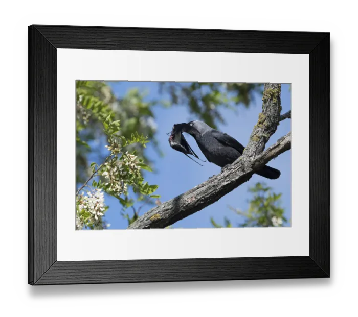 Framed Print : Western Jackdaw (Coloeus monedula) perched on a branch feeding on Barn Swallow (Hirundo rustica) prey
