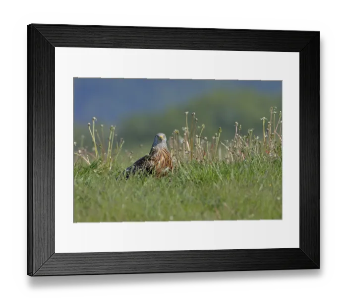 Framed Print : Rotmilan, lat. Milvus milvus, Altvogel steht in einer Wiese Framed Print : Rotmilan, lat. Milvus milvus, Altvogel steht in einer Wiese