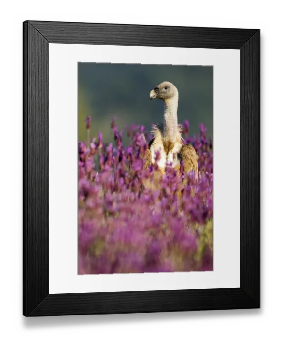 Framed Print : Griffon Vulture (Gyps fulvus) in field Framed Print : Griffon Vulture (Gyps fulvus) in field