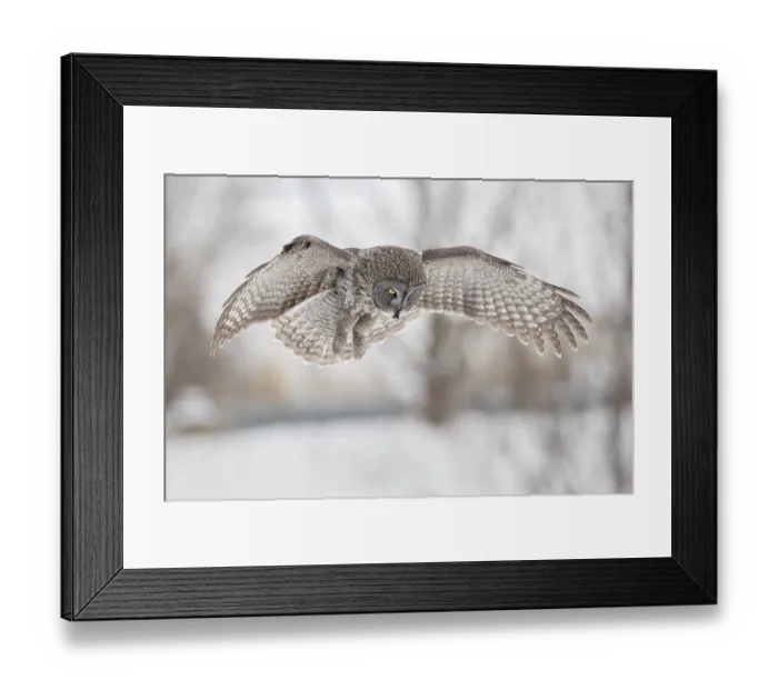 Framed Print : Great Grey Owl (Strix nebulosa) hovering