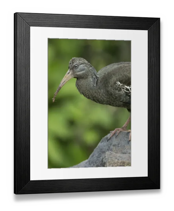 Framed Print : Wattled Ibis (Bostrychia carunculata) Framed Print : Wattled Ibis (Bostrychia carunculata)
