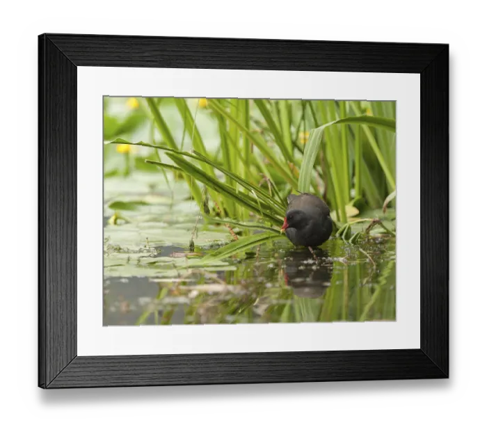 Framed Print : Common Moorhen (Gallinula chloropus) foraging