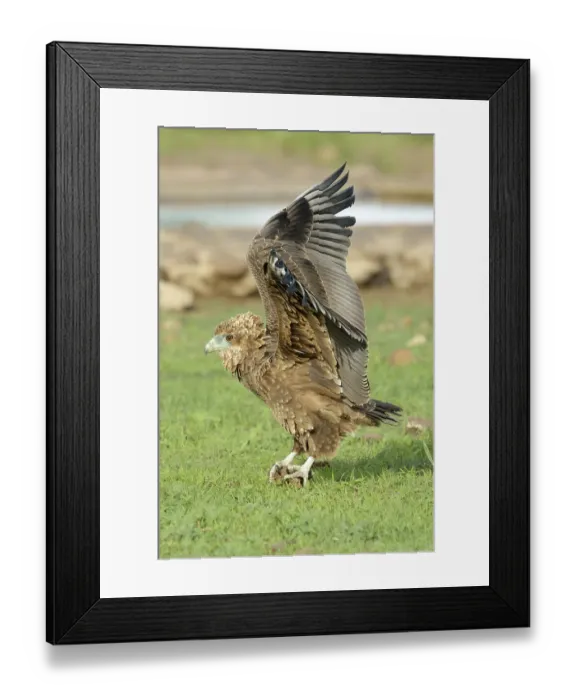 Framed Print : Savanne arend met vleugels omhoog
