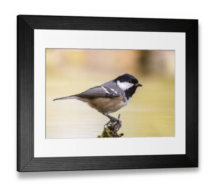 Framed Print : Coal Tit (Periparus ater), Madrid, Spain