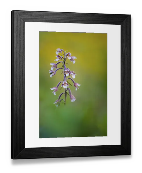 Framed Print : Marsh Helleborine (Epipactis palustris) close-up