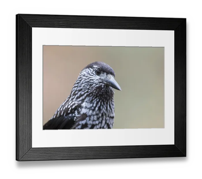 Framed Print : Nutcracker - Tannenhaher - Nucifraga caryocatactes ssp Framed Print : Nutcracker - Tannenhaher - Nucifraga caryocatactes ssp