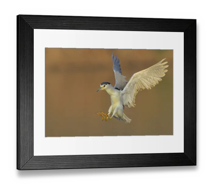 Framed Print : Nachtreiher, Black-crowned Night Heron