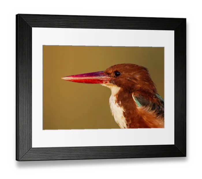 Framed Print : Braunliest, Smyrna Kingfisher, White-breasted Kingfisher