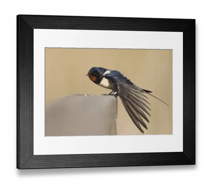 Framed Print : Barn Swallow - Rauchschwalbe - Hirundo rustica ssp Framed Print : Barn Swallow - Rauchschwalbe - Hirundo rustica ssp