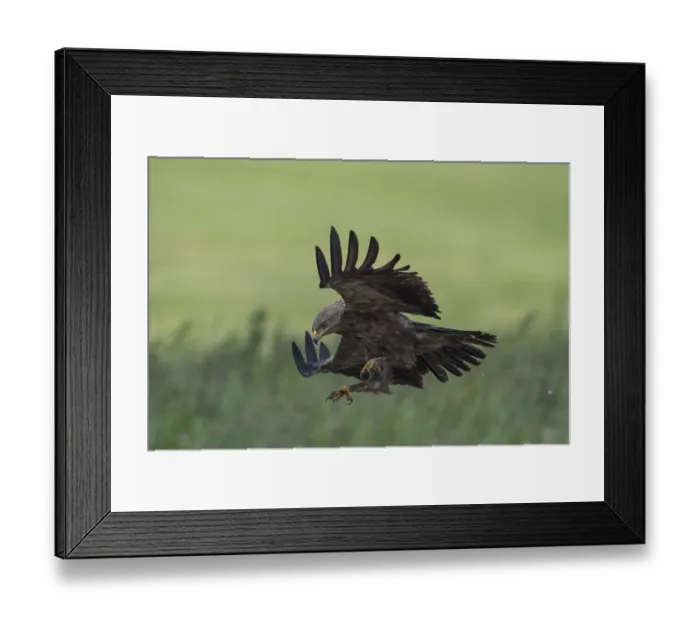 Framed Print : Lesser Spotted Eagle (Clanga pomarina) flying over grassland