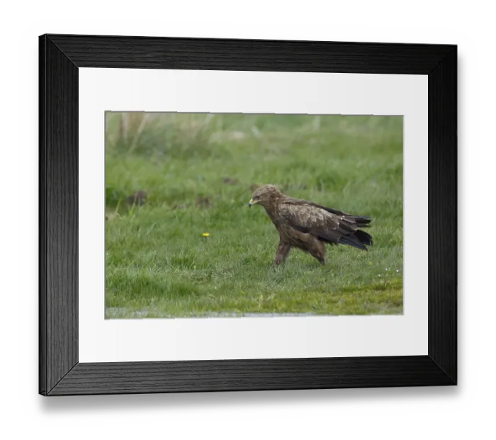 Framed Print : Schreiadler, lat. Aquila pomarina Framed Print : Schreiadler, lat. Aquila pomarina