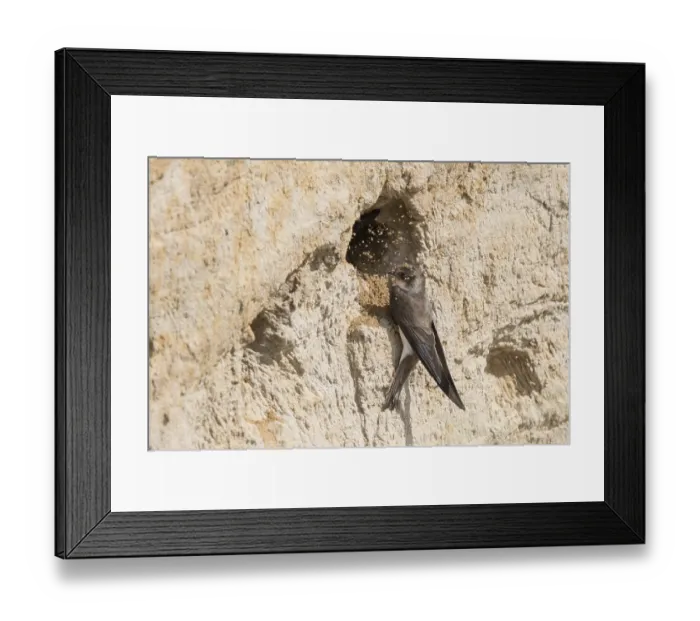Framed Print : Sand Martin (Riparia riparia) building nest hole