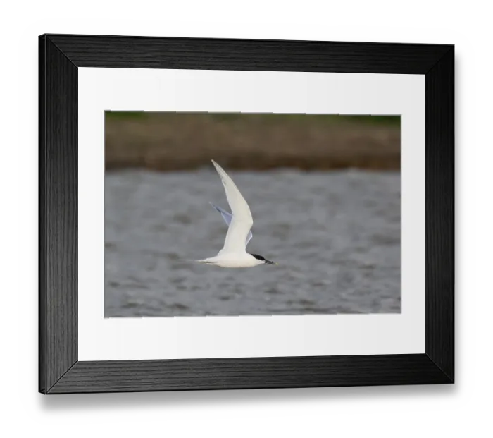 Framed Print : Sandwich Tern (Thalasseus sandvicensis) flying Framed Print : Sandwich Tern (Thalasseus sandvicensis) flying