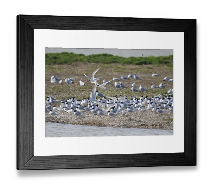 Framed Print : Sandwich Tern (Thalasseus sandvicensis) group Framed Print : Sandwich Tern (Thalasseus sandvicensis) group