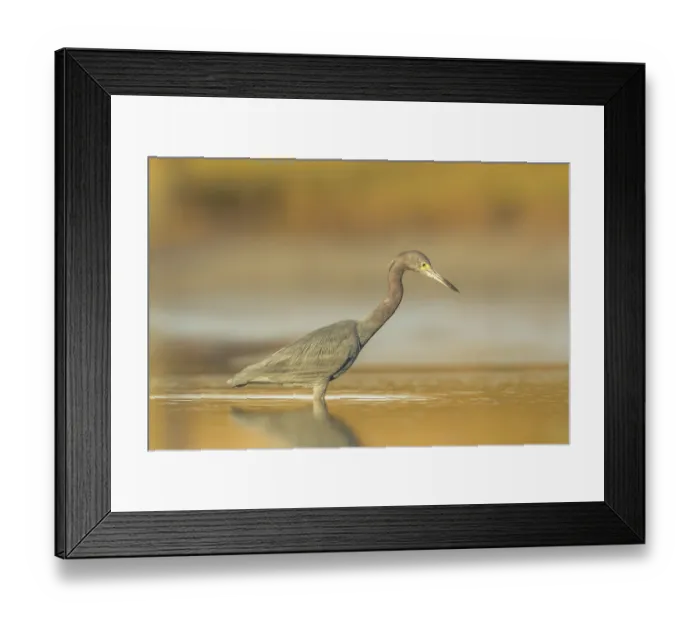 Framed Print : Little Blue Heron (Egretta caerulea) foraging