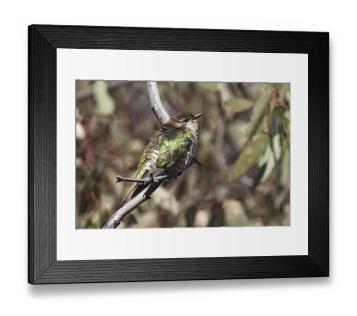 Framed Print : Shining Bronze Cuckoo (Chrysococcyx lucidus) female Framed Print : Shining Bronze Cuckoo (Chrysococcyx lucidus) female