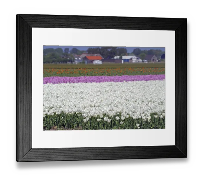 Framed Print : A colourful field of tulips with white
