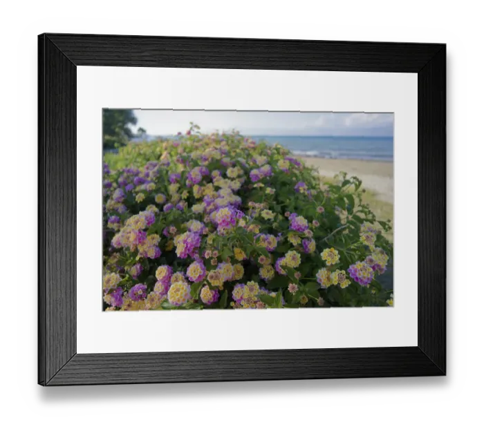Framed Print : Lantana camara, insect pasture Framed Print : Lantana camara, insect pasture
