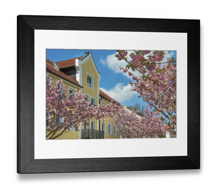 Framed Print : Yellow gable facade and early ornamental cherry Accolade (Prunus subhirtella) Framed Print : Yellow gable facade and early ornamental cherry Accolade (Prunus subhirtella)