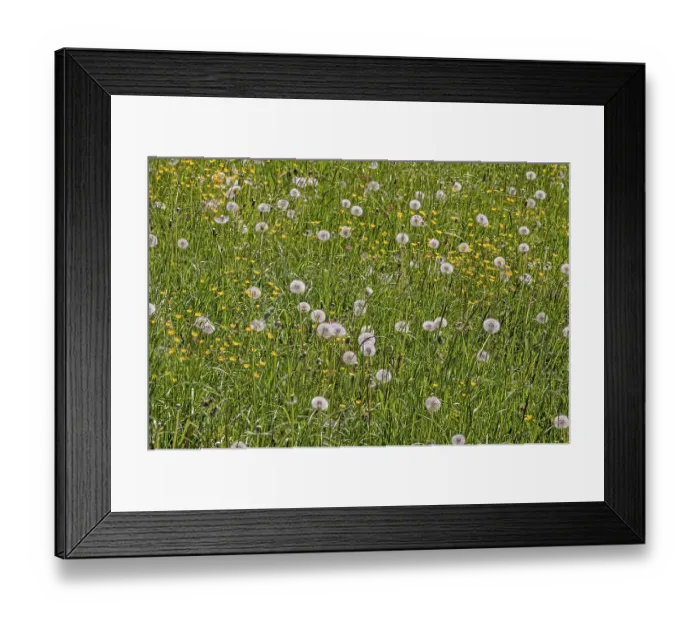 Framed Print : Meadow with dandelion, common dandelion (Taraxacum sect)