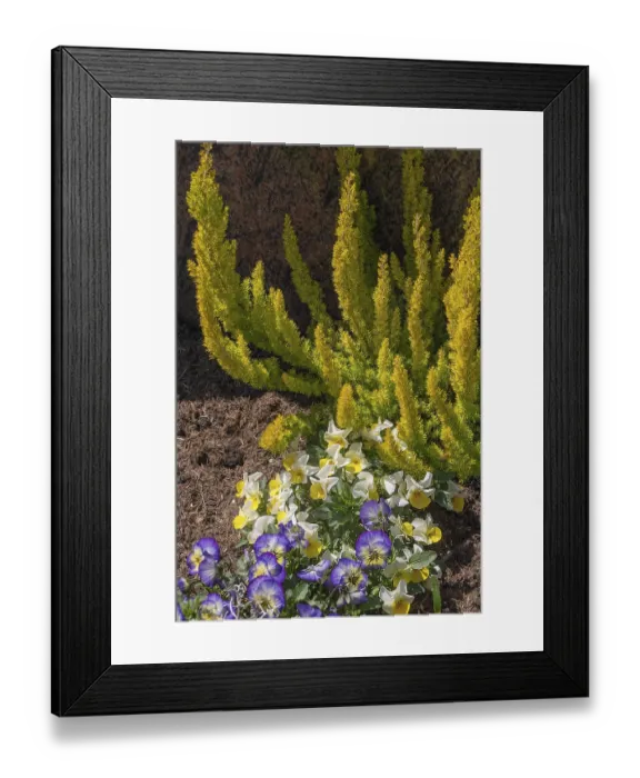 Framed Print : Grave with heather (Erica) and garden pansies (Viola xwittrockiana)