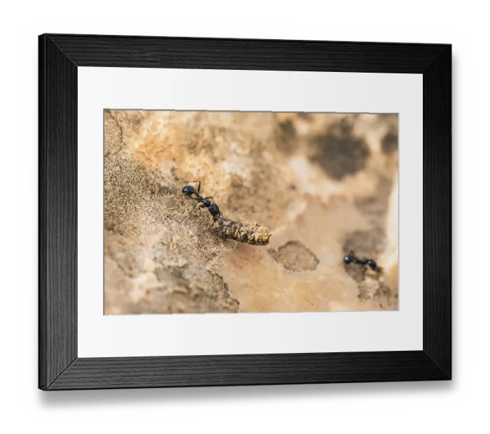 Framed Print : 8951565