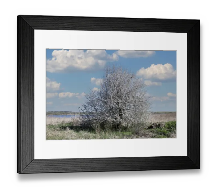 Framed Print : Blooming sloe bush (Prunus spinosa) on a field edge