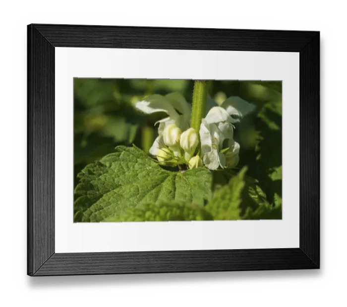 Framed Print : Lamium album (Lamium album), flowers