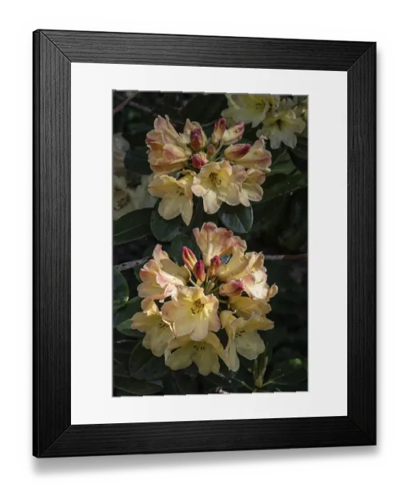 Framed Print : Rhododendron blossom (Rhododendron Nancy Evans)